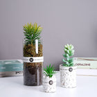 SPECUS Grove Desk Plant 6