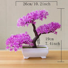 SPECUS Zen Bonsai 8