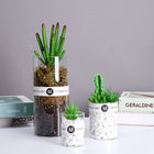 SPECUS Grove Desk Plant 1
