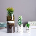 SPECUS Grove Desk Plant 7