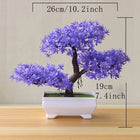 SPECUS Zen Bonsai 6