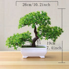 SPECUS Zen Bonsai 7